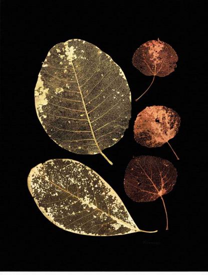 Kompatibelt Fortfarande liv till Jahrriesnge leaf-lpf00499 Kompatibelt Fortfarande liv Jahrriesnge till leaf-lpf00499