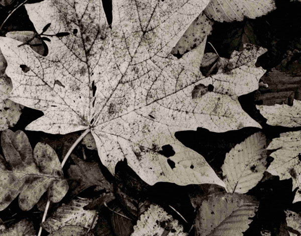 Kompatibelt Landskap till JAHRRIESNGE leaf-lpf00762 Kompatibelt Landskap JAHRRIESNGE till leaf-lpf00762