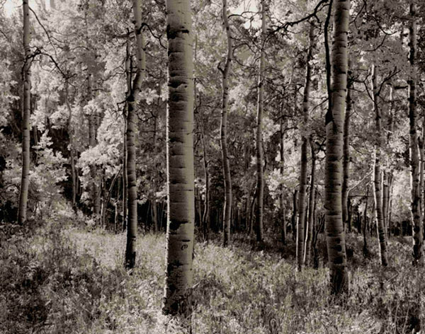 Kompatibelt Landskap till JAHRRIESNGE forest-lpf00765 Kompatibelt Landskap JAHRRIESNGE till forest-lpf00765