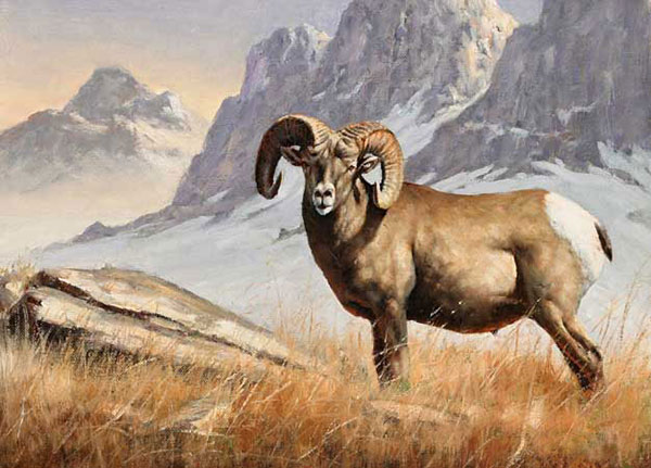 Kompatibelt djur till Jahrriesnge bighorn-sheep-lpf02546 Kompatibelt djur Jahrriesnge till bighorn-sheep-lpf02546