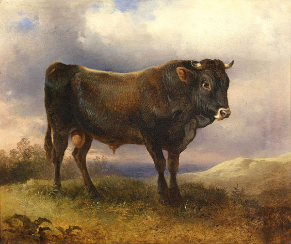 Kompatibelt djur till Jahrriesnge Angus-cattle-lpf02596 Kompatibelt djur Jahrriesnge till Angus-cattle-lpf02596