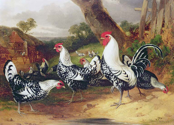 Kompatibelt djur till Jahrriesnge chicken-lpf02619 Kompatibelt djur Jahrriesnge till chicken-lpf02619
