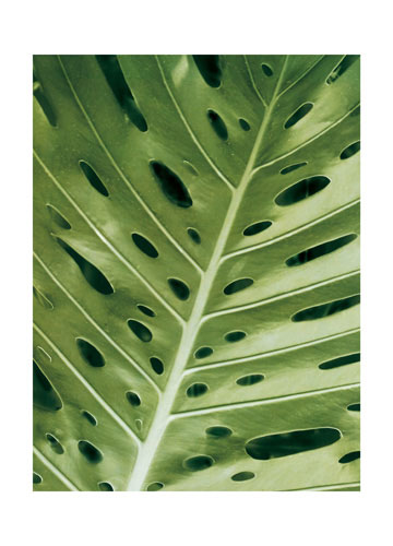 Kompatibelt Blommig till JAHRRIESNGE leaf lpf04866 Kompatibelt Blommig JAHRRIESNGE till leaf lpf04866