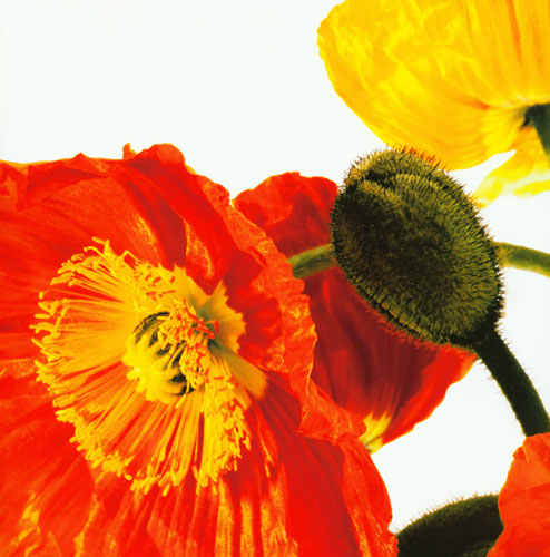 Kompatibelt Blommig till JAHRRIESNGE flowers lpf04990 Kompatibelt Blommig JAHRRIESNGE till flowers lpf04990