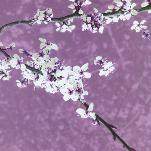 Kompatibelt Blommig till JAHRRIESNGE purple leaf plum lpf05058 Kompatibelt Blommig JAHRRIESNGE till purple leaf plum lpf05058