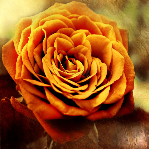 Kompatibelt Blommig till JAHRRIESNGE flowers-lpf07533 Kompatibelt Blommig JAHRRIESNGE till flowers-lpf07533
