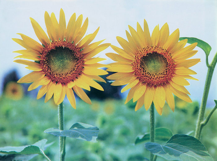 Kompatibelt Blommig till JAHRRIESNGE sunflower-lpf07659 Kompatibelt Blommig JAHRRIESNGE till sunflower-lpf07659