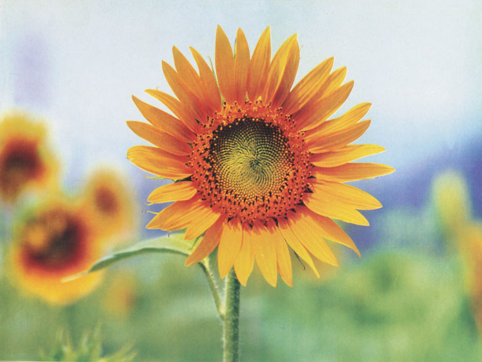 Kompatibelt Blommig till JAHRRIESNGE sunflower-lpf07662 Kompatibelt Blommig JAHRRIESNGE till sunflower-lpf07662