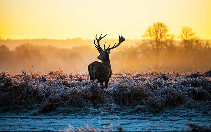 Kompatibelt djur till Jahrriesnge deer lpf08628 Kompatibelt djur Jahrriesnge till deer lpf08628