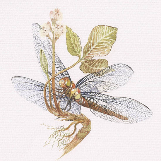 Kompatibelt djur till Jahrriesnge dragonfly lpf08678 Kompatibelt djur Jahrriesnge till dragonfly lpf08678