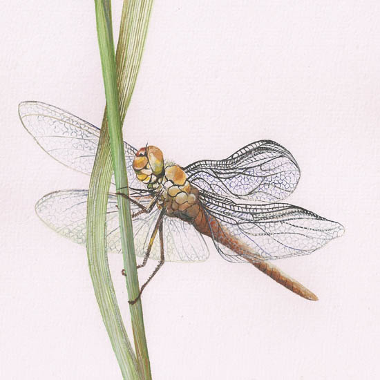 Kompatibelt djur till Jahrriesnge dragonfly lpf08680 Kompatibelt djur Jahrriesnge till dragonfly lpf08680