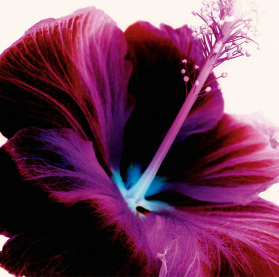 Kompatibelt Blommig till JAHRRIESNGE flowers lpf09991 Kompatibelt Blommig JAHRRIESNGE till flowers lpf09991