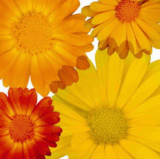 Kompatibelt Blommig till JAHRRIESNGE flowers lpf10083 Kompatibelt Blommig JAHRRIESNGE till flowers lpf10083