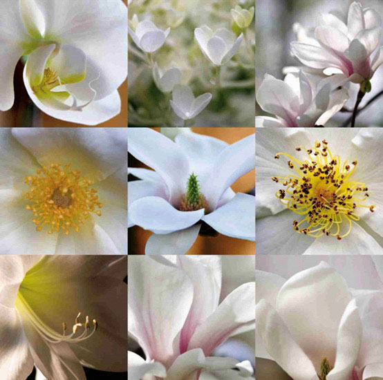 Kompatibelt Blommig till JAHRRIESNGE flowers lpf10160 Kompatibelt Blommig JAHRRIESNGE till flowers lpf10160