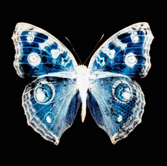 Kompatibelt djur till Jahrriesnge butterfly lpf10547 Kompatibelt djur Jahrriesnge till butterfly lpf10547