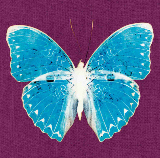Kompatibelt djur till Jahrriesnge butterfly lpf10549 Kompatibelt djur Jahrriesnge till butterfly lpf10549
