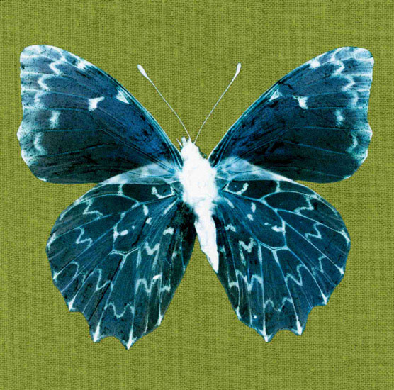 Kompatibelt djur till Jahrriesnge butterfly lpf10550 Kompatibelt djur Jahrriesnge till butterfly lpf10550