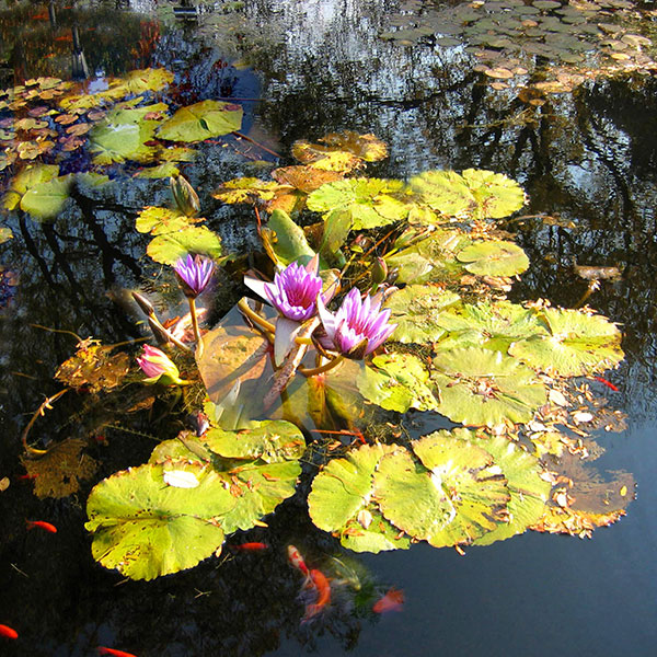 Kompatibelt Fortfarande liv till Jahrriesnge flowers lpg2516 Kompatibelt Fortfarande liv Jahrriesnge till flowers lpg2516